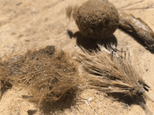 “Neptune balls”—natural formations created by the seagrass Posidonia Oceanica